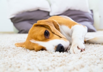 The Ultimate Guide to Extending the Lifespan of Your Carpets blog image